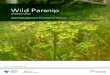 Wild Parsnip - Ontario Invasive Plant Council · By 1943 there were reports of Wild Parsnip growing wild in every Canadian province. By the 1970’s its range included the territories