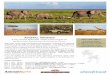 Animal Works - classicsafaricompany.com.au · human-elephant conflict resolution methods and educating on anti-poaching, helping locals learn to live along side the elephants. The