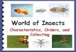 World of Insects · 2016-11-27 · Insects Are Arthropods •Insects are the largest group of Arthropods •Jointed appendages ... scorpions, millipedes, crustaceans. MAIN CHARACTERISTICS