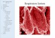 Lab 13 â€“ Respiratory System Respiratory System .The respiratory system consists of two functional