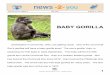 drgingerharbin.weebly.comdrgingerharbin.weebly.com/uploads/2/0/5/9/20591738/baby_gorilla... · n2y.com you August 31, 2015 BABY GORILLA Anju Zookeepers in Cincinnati, Ohio, are getting
