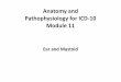 Anatomy and Pathophysiology for ICD-10 Module 11 · Anatomy and Physiology ... the auditory canal ... – System of passages comprising two main functional parts • The cochlea,