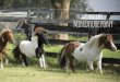 the australian Miniature pony - Horses and People · The Australian Miniature Pony promotes and encourages responsible ... plus colour classes, ... Bold As Brass Playboy, Photo courtesy