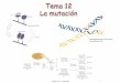 Tema 11: La mutación 1 - bioinformatica.uab.esbioinformatica.uab.es/base/documents%5Cgenetica_gen%5CTema%2… · cáncer es una consecuencia fenotípica de la mutación Crecimiento