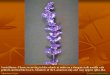 Inflorescence Types - horticulturebc.info Types.pdf · Raceme: elongated inflorescence with floret pedicels of about equal length that develop along a rachis. Inflorescence Types