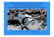 At-a distribution and population eimate of Black Petrel ... · commercial fishers ... Coromandel Peninsula Mount Hobson (Hirakimata) ... Black Petrels -November 2012 (TWG CSP).ppt