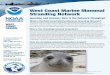 West Coast Marine Mammal Stranding Network · Please report injured or sick animals to the West Coast Marine Mammal Stranding Network hotline at 1-866-767-6114. The operator will