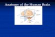 Anatomy of the Human Brainmgaughan-biology.weebly.com/uploads/1/1/0/3/110365537/brain_parts… · important to have an understanding of its structure and ... information to other
