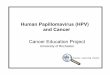 Human Papillomavirus (HPV) and Cancer - Welcome … · Human Papillomavirus (HPV) and Cancer ... No DNA strands ... HPV_and_Cancer_PPT.ppt Author: Life Sciences Learning Center 