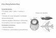 Filo Platyhelminthes - Colégio Equipe · •São os primeiros animais que apresentam um sistema nervoso provido de gânglios; ... •São dióicos; •A fêmea se aloja no canal
