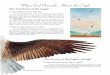 What God Reveals About the Eagle - IBLP Online Store · What God Reveals About the Eagle ... The eagle’s wings are characterized by primary feathers, which are separated at the