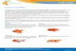 Fancy Goldfish - aquariumindustries.com.au · Fins well developed and long. Characteristic growth over the head region. The “Cap” or “Hood” may be absent in young fish and
