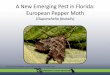 A New Emerging Pest in Florida: European Pepper Mothentnemdept.ifas.ufl.edu/hodges/Collaborative/Documents/European... · A New Emerging Pest in Florida: European Pepper Moth 