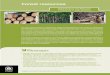 Forest resources - Oficina Regional De América … briefs - Material Flows/Ingles/Brief... · Forest resources Material Flows and ... by tree farms, however, ... Domestic material