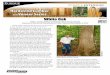 Hardwood Lumber and Veneer Series - Purdue … · Hardwood Lumber and Veneer Series Daniel L. Cassens, Professor and Extension Wood Products Specialist Department of Forestry and