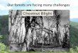 Our forests are facing many challenges Chestnut Blightnas-sites.org/dels/files/2017/11/Bill-Powell-Presentation.pdf · Chuck Maynard (Co-Director Emeritus) Linda McGuigan (TC lab