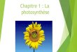 Chapitre 1 : La photosynthèse - somveillesvt · Les végétaux verts (chlorophylliens) sont des organismes autotrophes. Ils sont capables de synthétiser de la matière organique