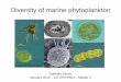 Diversity of marine phytoplanktonapplication.sb-roscoff.fr/download/fr2424/enseignement/master/OEM/... · 2/ Holococcolithes Extracellular precipitation of small hexahedric CaCO3