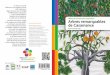 Arbres remarquables de Casamance - ircod.org livret arbres.pdf · 2 3 Anacardium occidentale Coudarsa en diola O riginaire d’Amérique du Sud, l’anacardier se trouve au Sénégal