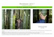 Bambazar 2017 le festival du bambou · Bambazar 2017 le festival du bambou Arrivé en Europe avec le développement de la marine à vapeur, le bambou a vite conquis certains passionnés