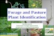 Forage Plant Biology and Identification · Forage Plant Identification What to look for in IDing plants: •Plant Characteristics –Growth habit (morphology) –Vegetative characteristics
