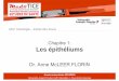 Chapitre 1: Les épithéliumscyan1.grenet.fr/podcastmedia/PACES-2014-2015/UE2... · • Relations épithélium-tissu de soutien • Epithéliums glandulaires. Généralités • Groupe