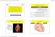 1-Rappels Anatomiques ECG et artères coronaires Rappel · Séméiologie Cardiaque -UE Cardio-Vasculaire -DFGSM2 11/19/2015 Pr Guillaume Cayla -UFR Médecine Montpellier (F) 1 Guillaume