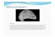 What are fossils - South Woodham Ferrers U3A are fossils.pdf · What are fossils ? Devil’s toenail An iconic fossil for an icon of palaeontology. Mary Anning (1 799-1847), now one