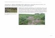 Anlage 2: Wild abfließendes Wasser und Bodenerosion … · Ereignisanalyse Hochwasser 2013 in Dresden ... folge der Niederschläge im Mai/Juni 2013 Mobschatz: begrünte Rinne und