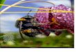 €¦ · Sind starke Nervengifte und mindern bei Hummeln die Zahl der Königinnen - so ver- schwinden am Ende beide: Tiere und Pflanzen 54 GEO 03 2017 . WIese