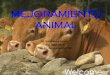 MEJORAMIENTO ANIMAL - UNCagro.unc.edu.ar/~mejoramientoanimal/wp-content/... · El Mejoramiento Animal El mejoramiento genético consiste en la aplicación de principios tanto biológicos,