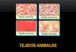 TEJIDOS ANIMALES - … · Los cuatro tipos de tejidos primarios presentes en animales son: 1. Tejido Epitelial (cobertura) 2. Tejido conectivo (soporte) 3. Tejido muscular (movimiento)