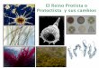 El Reino Protista o Protoctista y sus cambiossgpwe.izt.uam.mx/files/users/uami/aura/PROTISTAS_A.pdf · Los protistas fotosintéticos contienen diferentes tipos de pigmentos , para