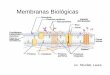 Membranas Biológicas - bioquimicakinesio.wordpress.com · • Existen dos tipos generales de prote ínas de membrana: - Prote ínas integrales: penetran completamente la bicapa fosfolip
