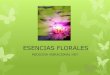 ESENCIAS FLORALES - Lightworker Eventslightworkerevents.com/wp-content/uploads/2015/01/ESENCIAS-FLOR… · ESENCIAS FLORALES Y MEDICAMENTOS Las esencias florales pueden ser muy útiles