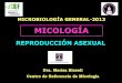 MICOLOGÍA - fbioyf.unr.edu.ar · MICELIO DE REPRODUCCIÓN ASEXUAL Esporas asexuales: mitosporas asexuales, internos que se forman dentro de una estructura saciforme llamada esporangio