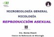 REPRODUCCIÓN ASEXUAL - fbioyf.unr.edu.ar · MICELIO DE REPRODUCCIÓN ASEXUAL Esporas asexuales: mitosporas asexuales, internos que se forman dentro de una estructura saciforme llamada