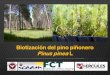 Biotización del pino piñonero Pinus pinea L · crecimiento in vitro el número final de plantas aclimatadas ... las fases de enraizamiento y aclimatación. ... 20 de Leitz y las