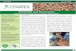Potentials and Constraints Cowpea for Food and … brief.pdf · withstand the pod borer (Maruca Vitrata) and enhance farmers' grain and fodder production. The project, which started