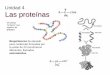 Unidad 4 Las proteínas - naturacascales.weebly.comnaturacascales.weebly.com/.../t._4_proteínas_enzimas_vitaminas.pdf · insolubilidad con proteínas fibrosas y funciones estructurales