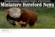 BREEDERS DIRECTORY EDITION Miniature Hereford · PDF fileMiniature Hereford News Miniature Hereford Breeders Association 100 Chamisa Borger, TX 79007 Return Service Requested BREEDERS