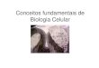 Conceitos fundamentais de Biologia Celular - Professorprofessor.ufrgs.br/simonemarcuzzo/files/introducao_a_biologia... · Junqueira e Carneiro, 2004. Retículo endoplasmático rugoso