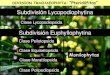 Presentación de PowerPoint - UNLP 7... · Realice una clave dicotómica para diferenciar los géneros: Botrychium – Psilotum – Tmesipteris – Ophyoglossum. Use los siguientes