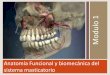 Anatomía Funcional y biomecánica del sistema … · mesiodistal del arco maxilar, excede al mandibular de 8 a 12 mm. Esto hace que los dientes maxilares sobrepasen a los mandibulares