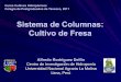 Sistema de Columnas: Cultivo de Fresa - cm.colpos.mx · Sistema de Columnas: Cultivo de Fresa Alfredo Rodríguez Delfín Centro de Investigación de Hidroponía Universidad Nacional