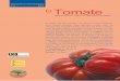nº 2 2005 El Tomate - ecoagricultor.com · El Tomate 3 Factores agroecológicos De forma variable intervienen una serie de factores climá-ticos en los diferentes estadosde su desarrollo: