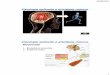 Movimento - Professor Alexandre Rochaprofessoralexandrerocha.com.br/wp-content/uploads/2016/08/Aula-2... · glandulares. 13/08/2016 11 Sinapses e transmissão dos impulsos nervosos