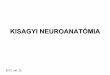 KISAGYI NEUROANATÓMIA - anatomy.szote.u …anatomy.szote.u-szeged.hu/Anatomy2/static/hu/tantermi/nogradi/... · Anatómiai alapfogalmak • Hemispherium cerebelli • Vermis cerebelli