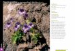 Pinguicula grandiflora Lam. subsp. dertosensis (Cañig.) …isaro.com/Descarga/noticias/88_5.pdf · familia Liliaceae catalogación C.EE.AA. de Aragón VULNERABLE (Orden de 4 de marzo