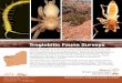 Troglobitic Fauna Surveys - Biota · Western Australia has a diverse and fascinating subterranean fauna. This includes troglobitic fauna (or troglofauna): air-breathing animals adapted